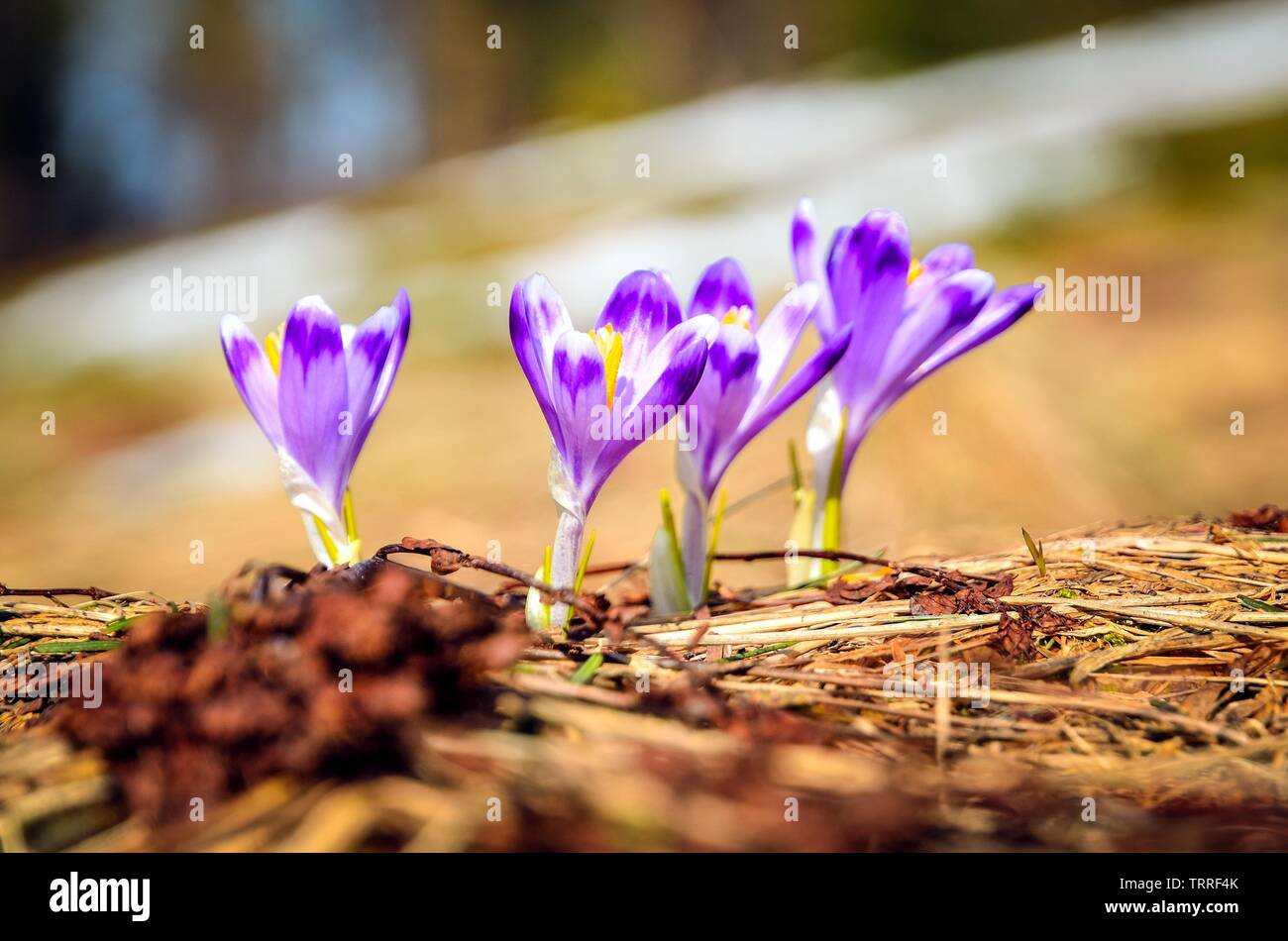 Belle pourpre fleurs de saison. Crocus sur une clairière dans les montagnes polonaises. Banque D'Images
