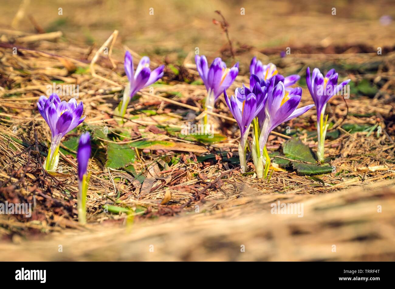 Belle pourpre fleurs de saison. Crocus sur une clairière dans les montagnes polonaises. Banque D'Images