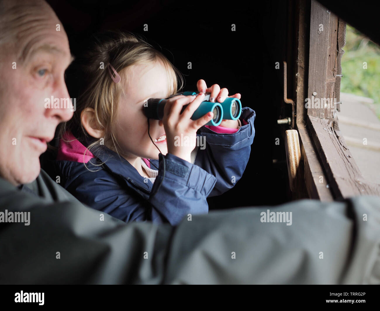 Bébé fille utilise des jumelles avec homme plus âgé, grand-père, dans l'observation des oiseaux se cacher - Carlton, Barnsley, UK Banque D'Images