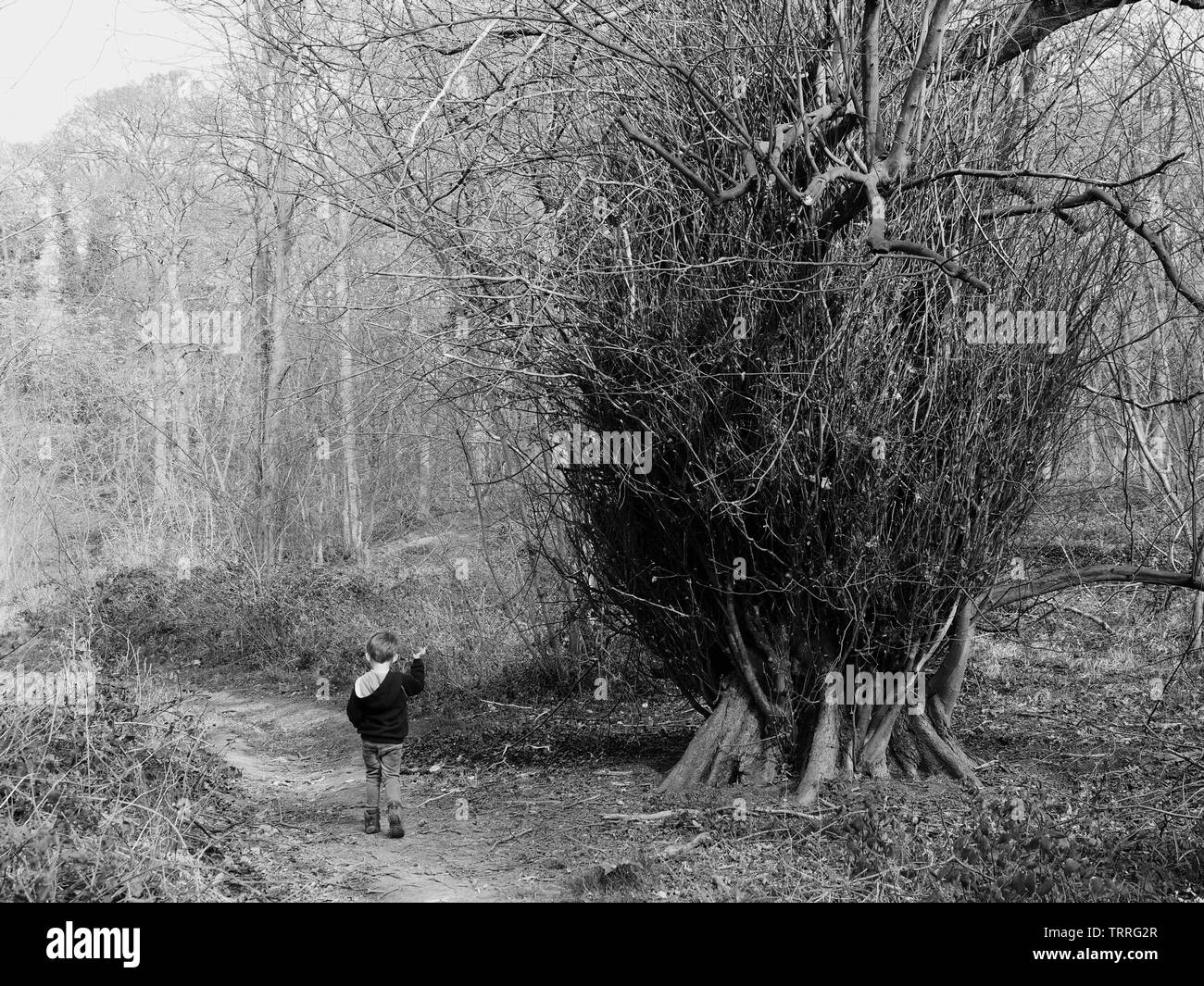 Bébé garçon et une peur à arbre. Hugset Bois, Barnsley, UK Banque D'Images