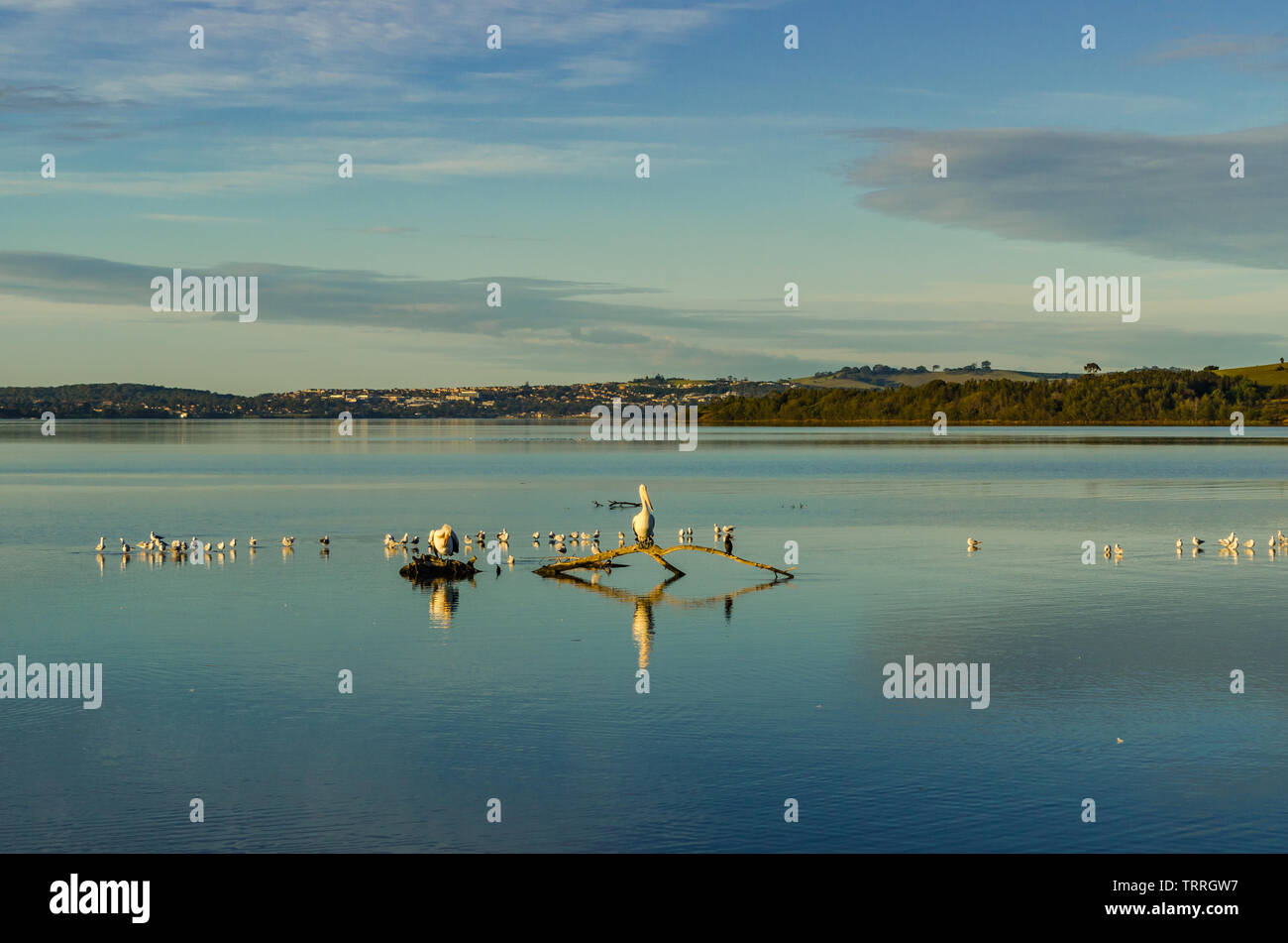 Tôt le matin sur le lac Illawarra Banque D'Images