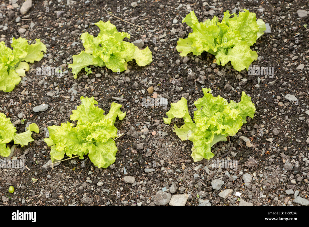 Les jeunes plants de laitue dans un jardin Banque D'Images