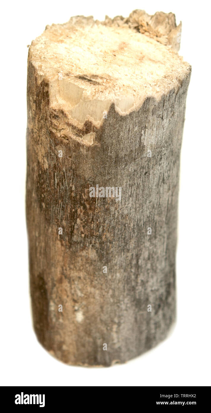 Log isolé sur fond blanc Banque D'Images