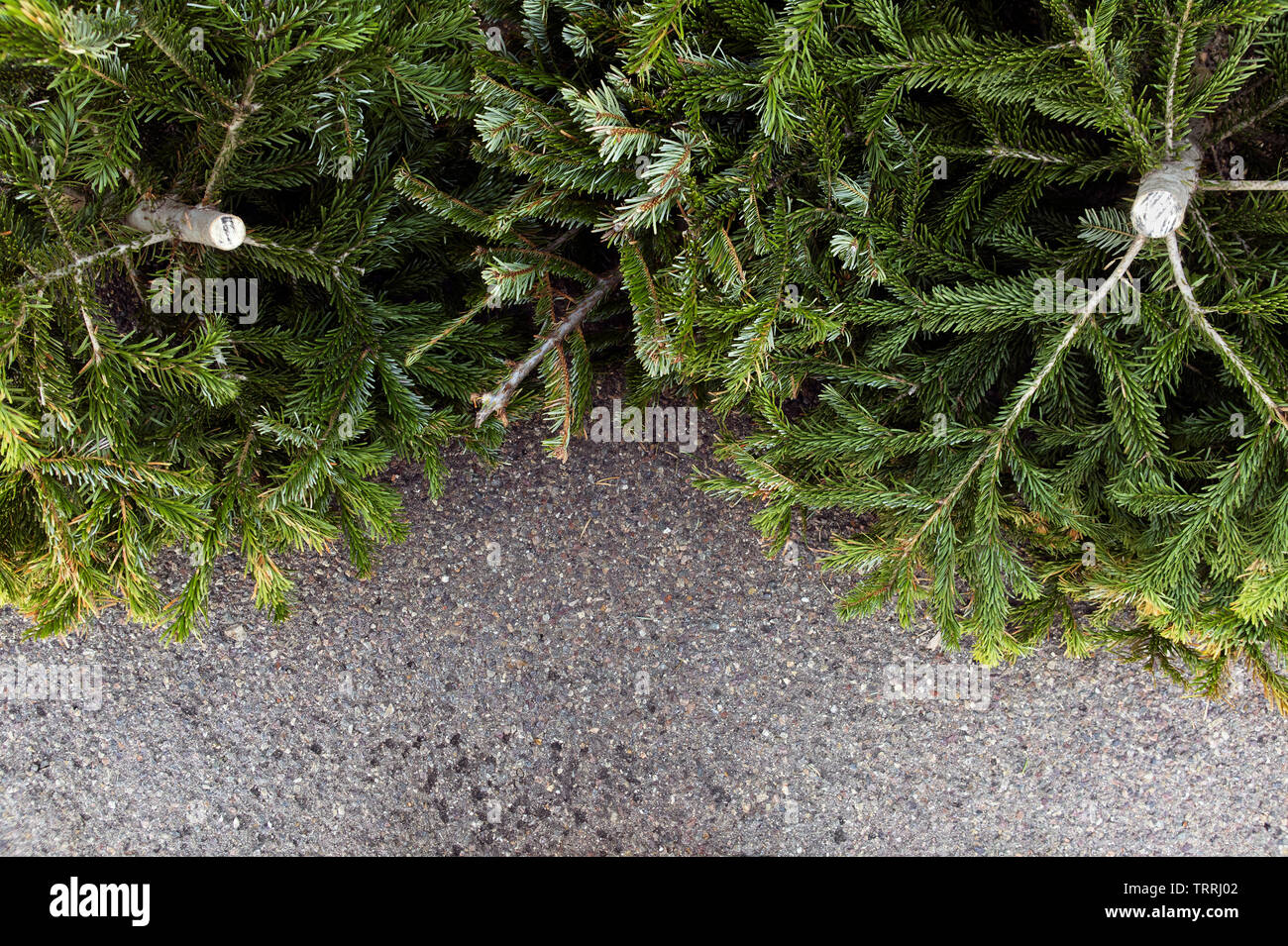 Vieux sapins de Noël jetés. Banque D'Images