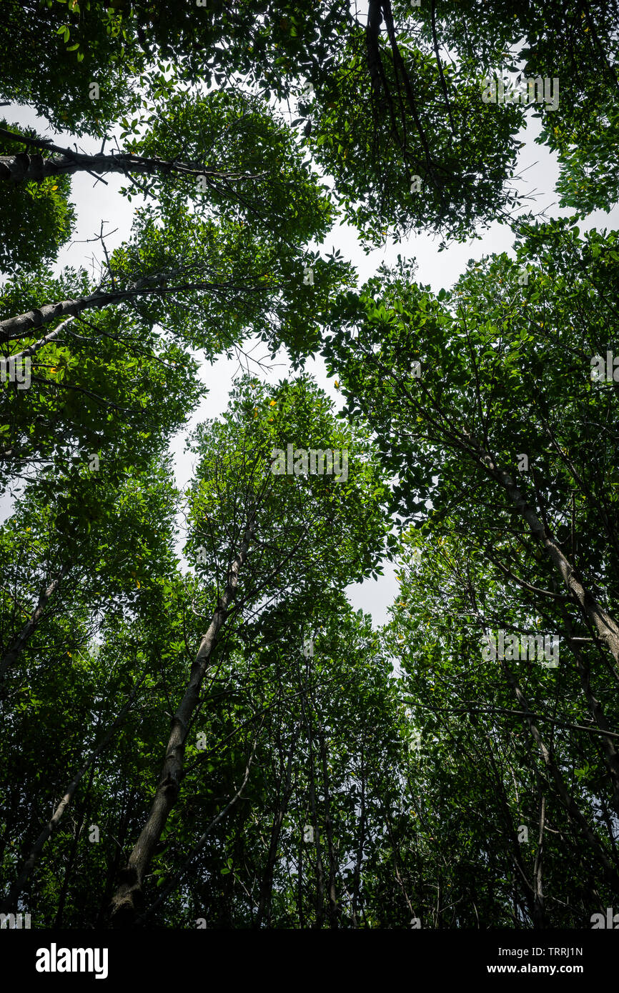 Feuilles d'arbres de mangrove élevés pour couvrir l'expansion des forêts tropicales près de la mer du golfe de Thaïlande. Banque D'Images
