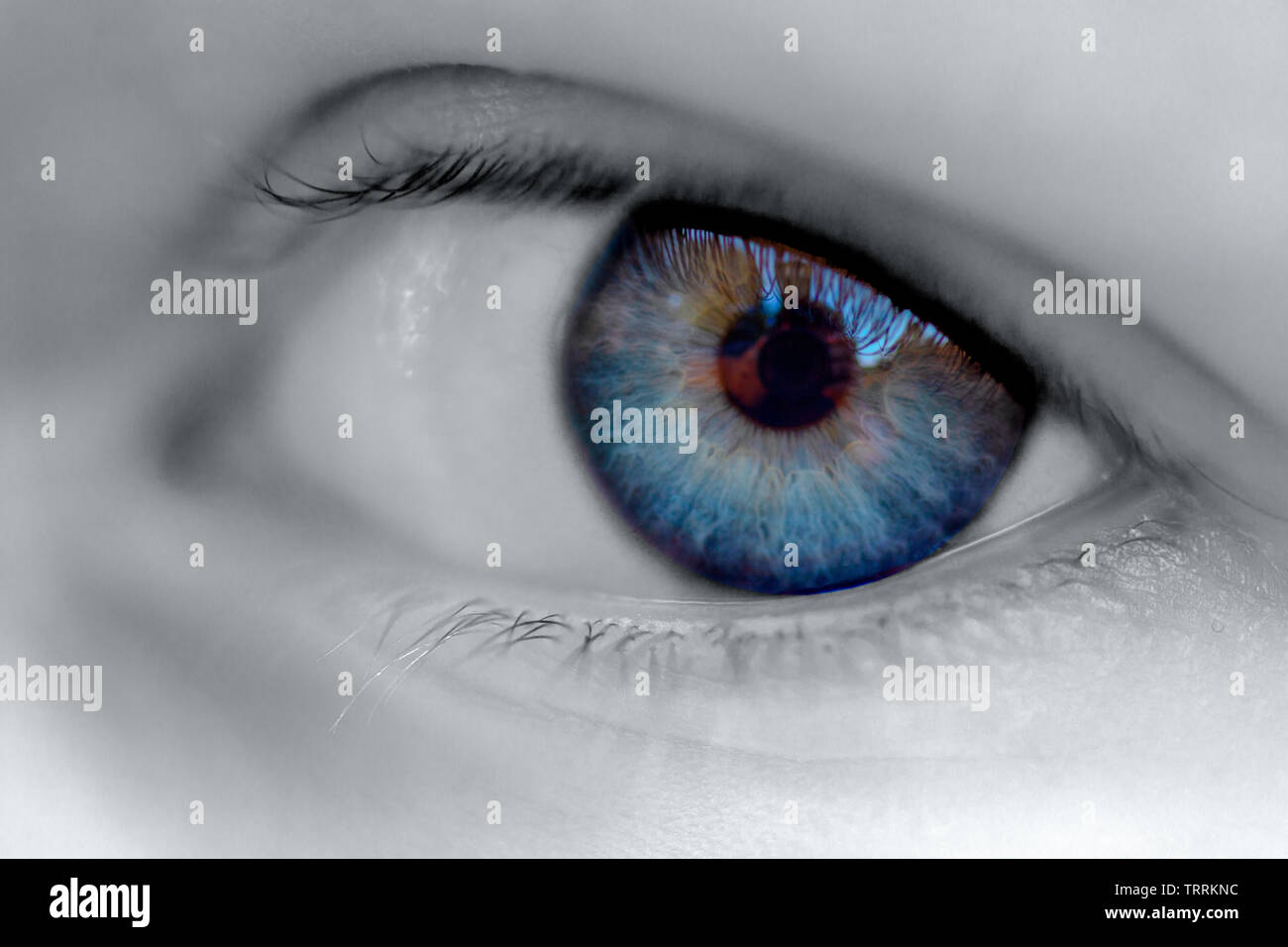Image en noir et blanc d'un globe oculaire avec un iris bleu. Couleur bleu nuit sélective Banque D'Images
