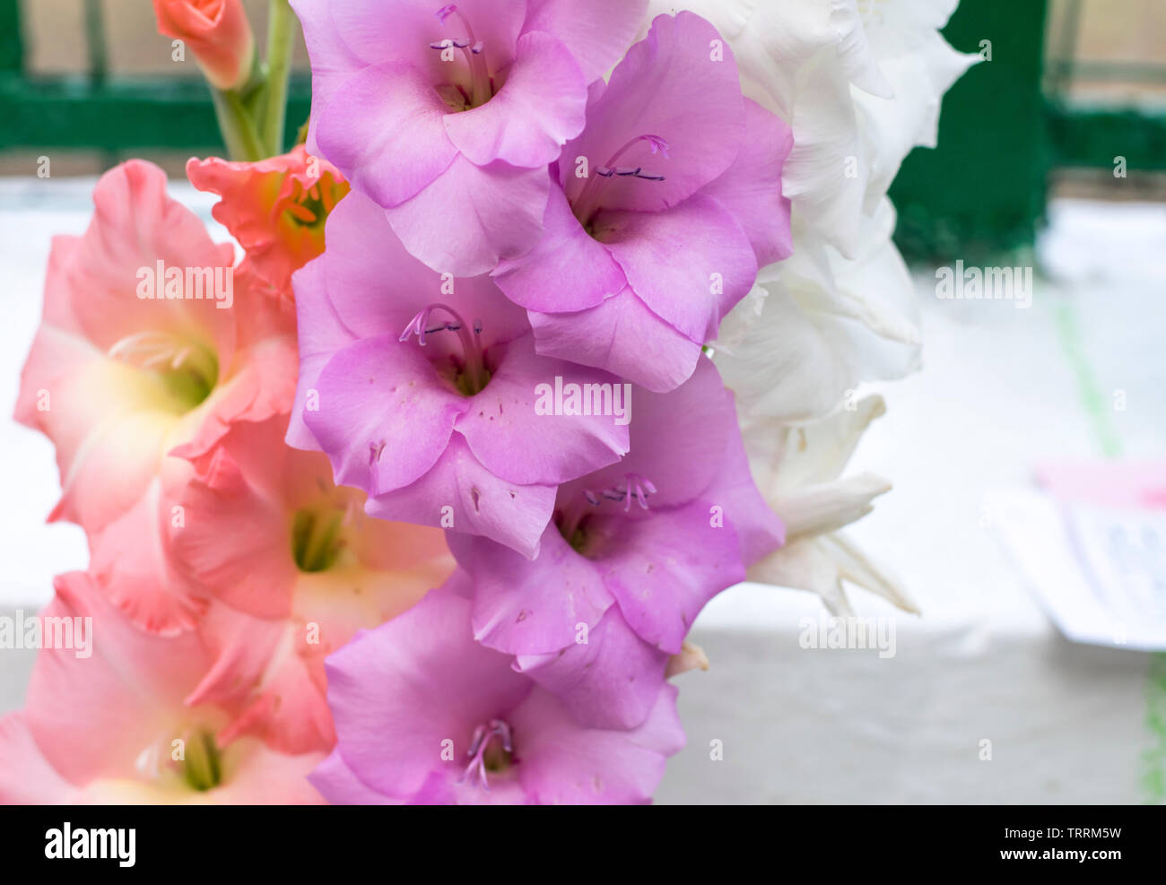 Glaïeul de couleur dans le jardin en fleurs fleurs d'accueil. Banque D'Images