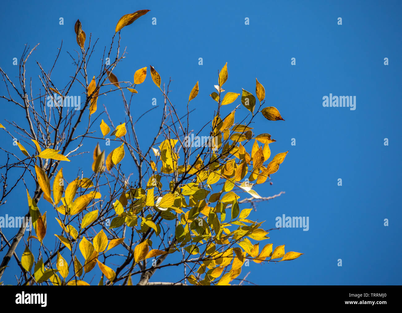 Branche d'arbre avec l'automne jaune feuilles isolées contre un ciel bleu clair avec l'image de l'espace de copie au format paysage Banque D'Images