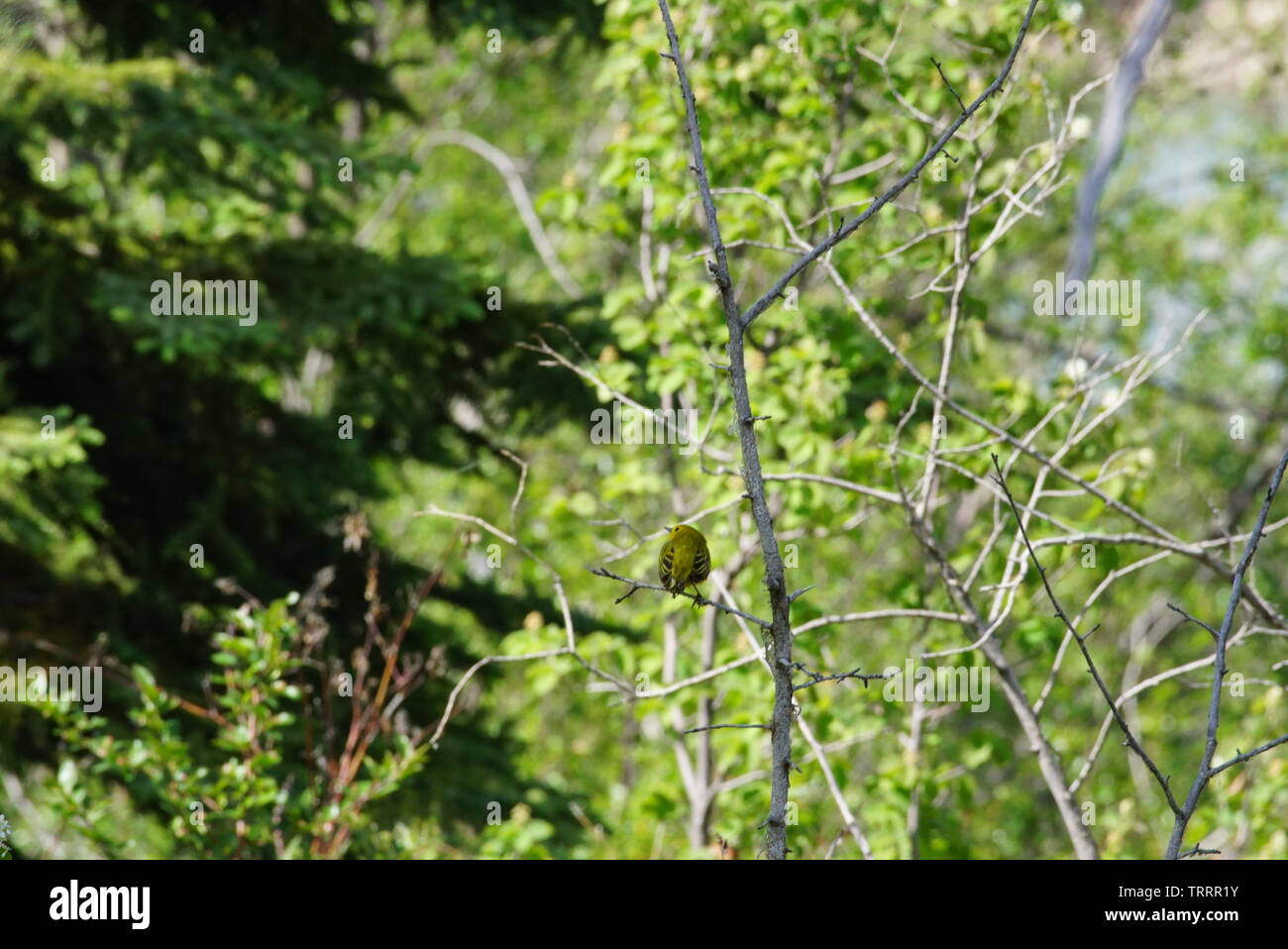 Paruline jaune Banque D'Images