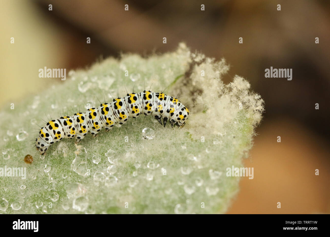 Un joli papillon de Molène Caterpillar, Shargacucullia verbasci, se nourrissant d'une usine de Molène un jour de pluie. Banque D'Images