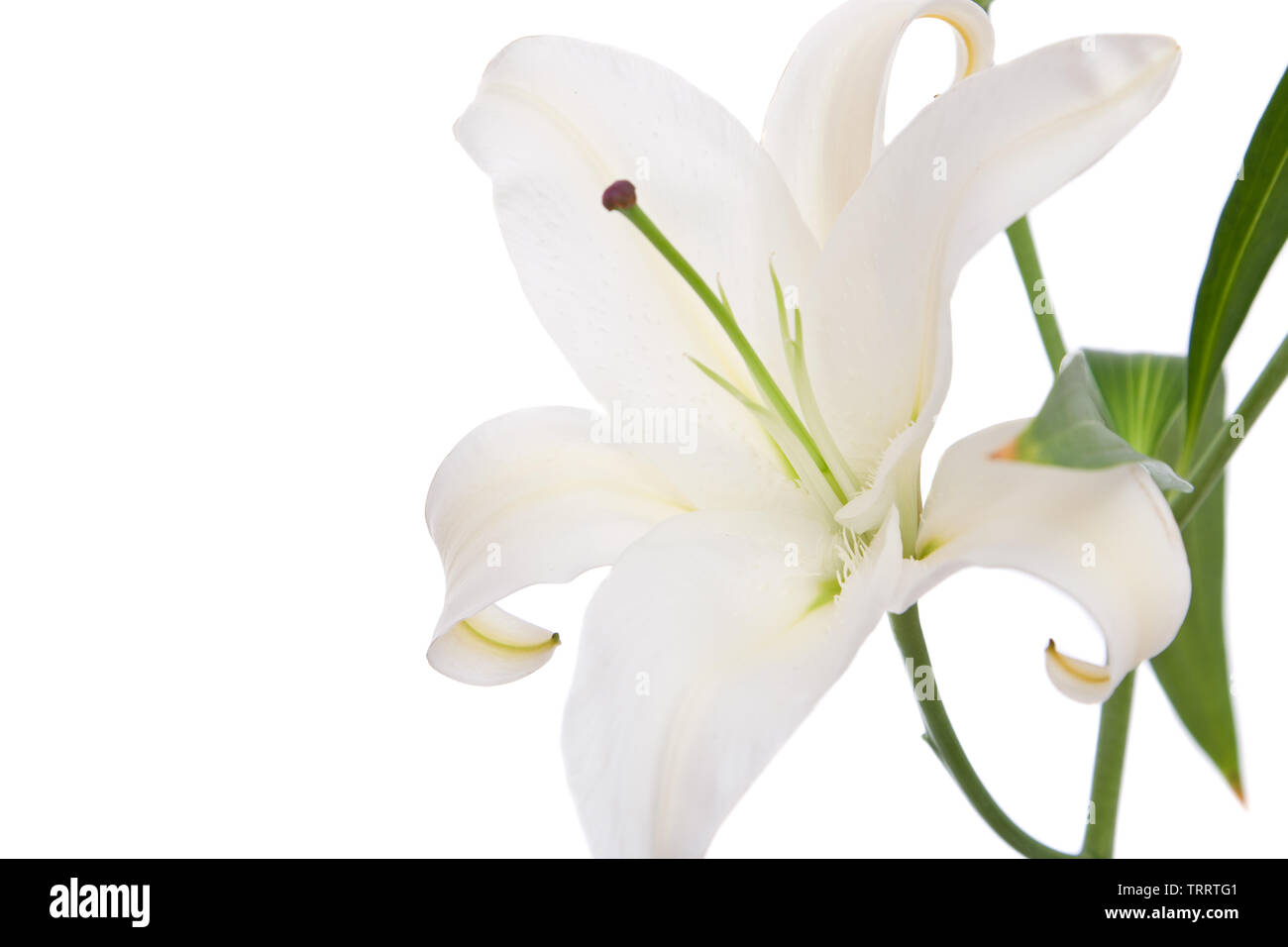 Lys blanc fleur sur fond blanc Banque D'Images