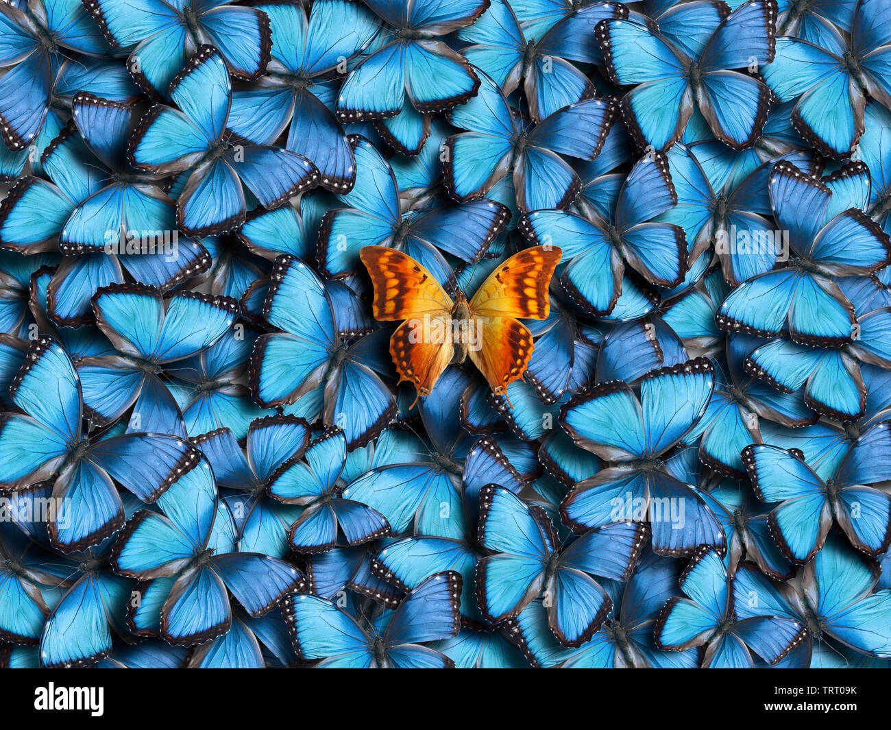 Contexte De nombreux papillons morpho peleides (bleu) et un papillon orange (Charaxes candiope). Banque D'Images