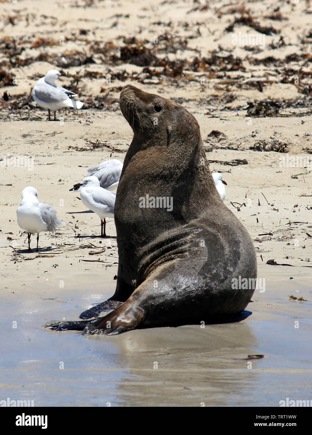 Les lions de mer australiens ayant un reste sur les îles de Shoalwater Marine Park Banque D'Images