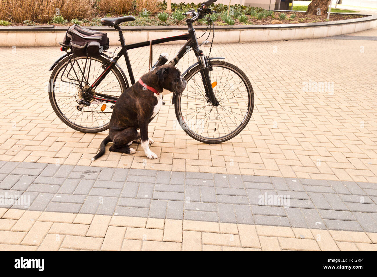 Boxer dog par un vélo en attente pour le propriétaire Banque D'Images