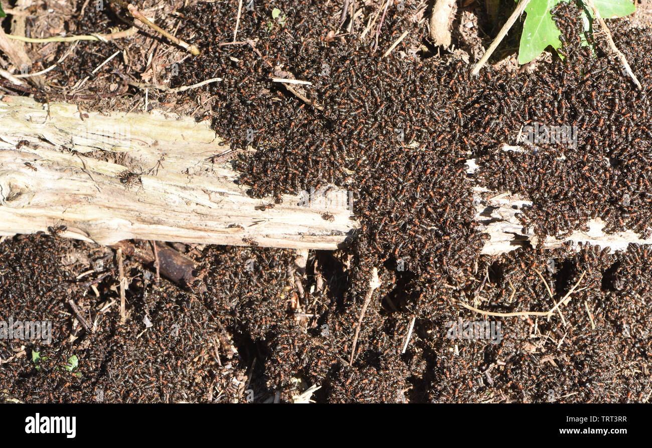 Les fourmis des bois (Formica rufa) se rassemblent dans le soleil au-dessus de leur nid dans une forêt de pins sur un temps chaud et ensoleillé jour de février. Bedgebury Forêt, Ke Banque D'Images