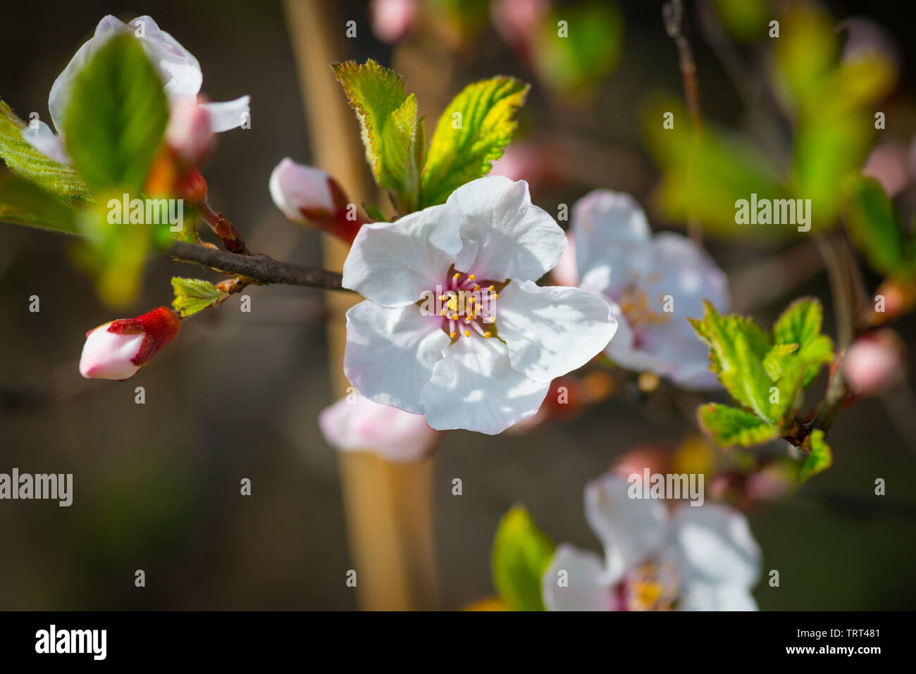 Les fleurs de cerisier. Focus sélectif avec une faible profondeur de champ. Banque D'Images