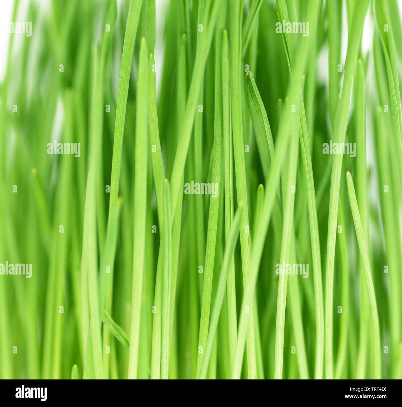 L'avoine germée herbe sur fond blanc. Banque D'Images