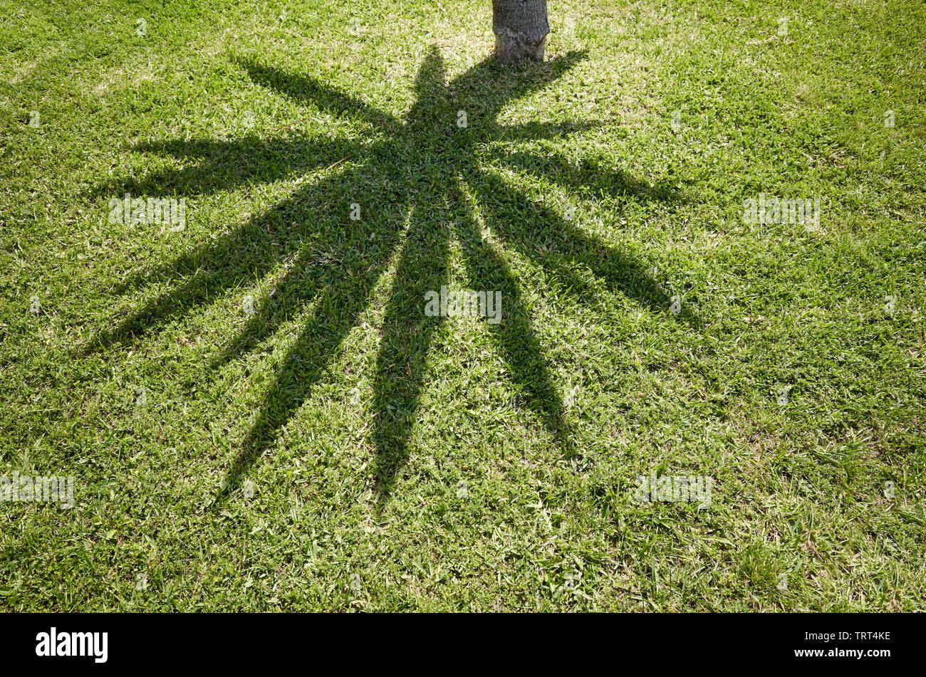 Palm tree ombre sur l'herbe, abstract natural background. Banque D'Images