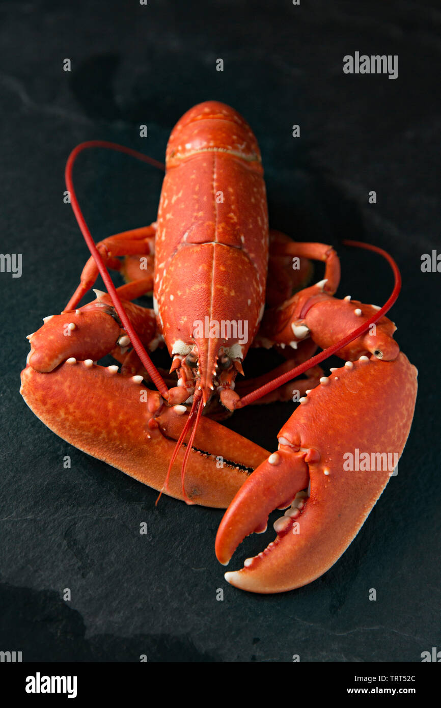 Un homard cuit, bouilli, Homarus gammarus, qui a été pris dans un lobster pot situé dans la Manche. Homarus gammarus, également connu sous le nom de la politique commune de Banque D'Images