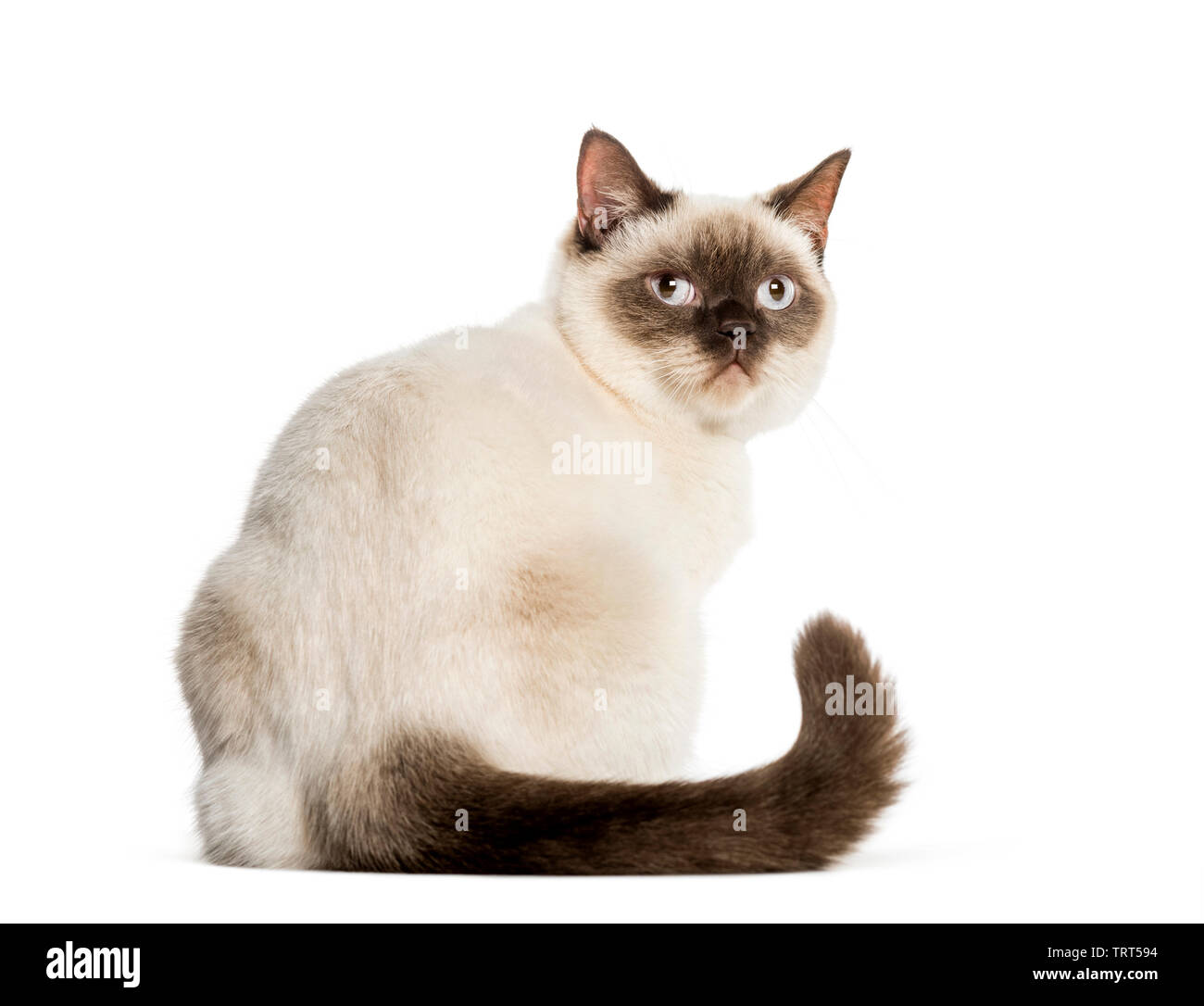 Croisé cat sitting in front of white background Banque D'Images