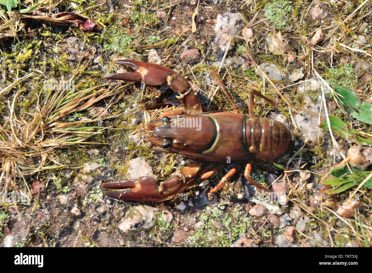 Des écrevisses dans un étang Photo Stock Alamy