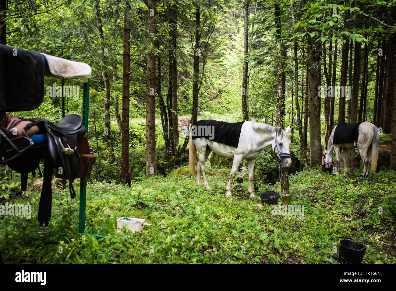 Trail l'équitation dans les montagnes de Bosnie. Le poisson grillé, le café, les haricots sur le feu sont préparés dans la nature ambiante. Banque D'Images