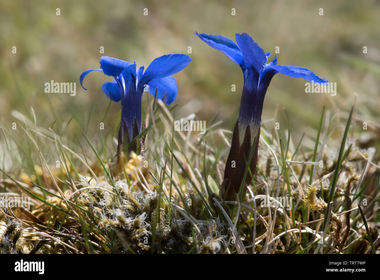 Gentiane printanière (Gentiana verna) Banque D'Images