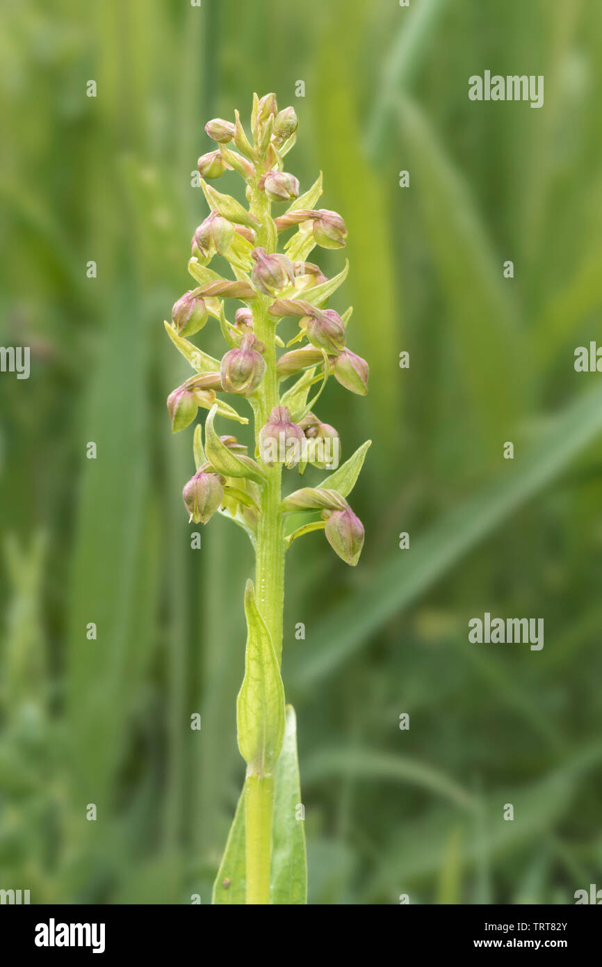 Frog Orchid (Dactylorhiza viridis) Banque D'Images