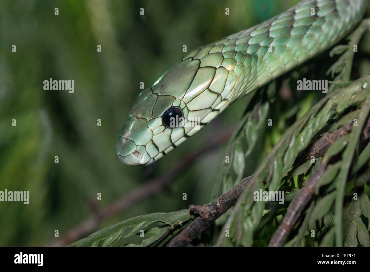 Green mamba de l'Ouest (Dendroaspis viridis) caché parmi les feuilles des arbres, captive (originaire d'Afrique de l'Ouest). Banque D'Images