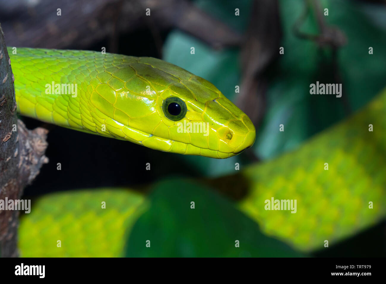 Green mamba orientale (Dendroaspis angusticeps) dans un arbre, captive (originaire d'Afrique de l'Est). Banque D'Images