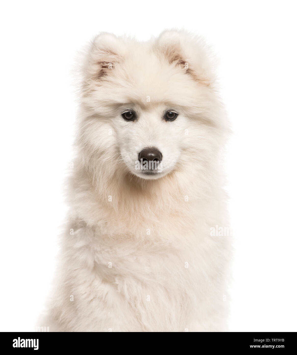 Samoyède chien, âgé de 4 mois, in front of white background Banque D'Images