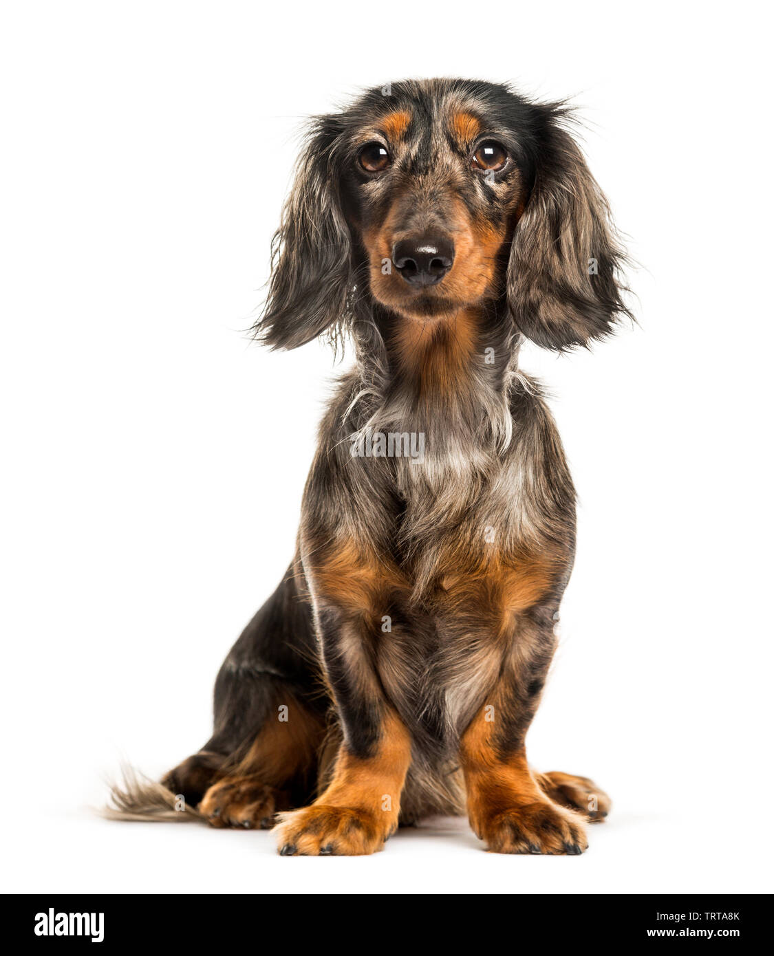 Chien saucisse