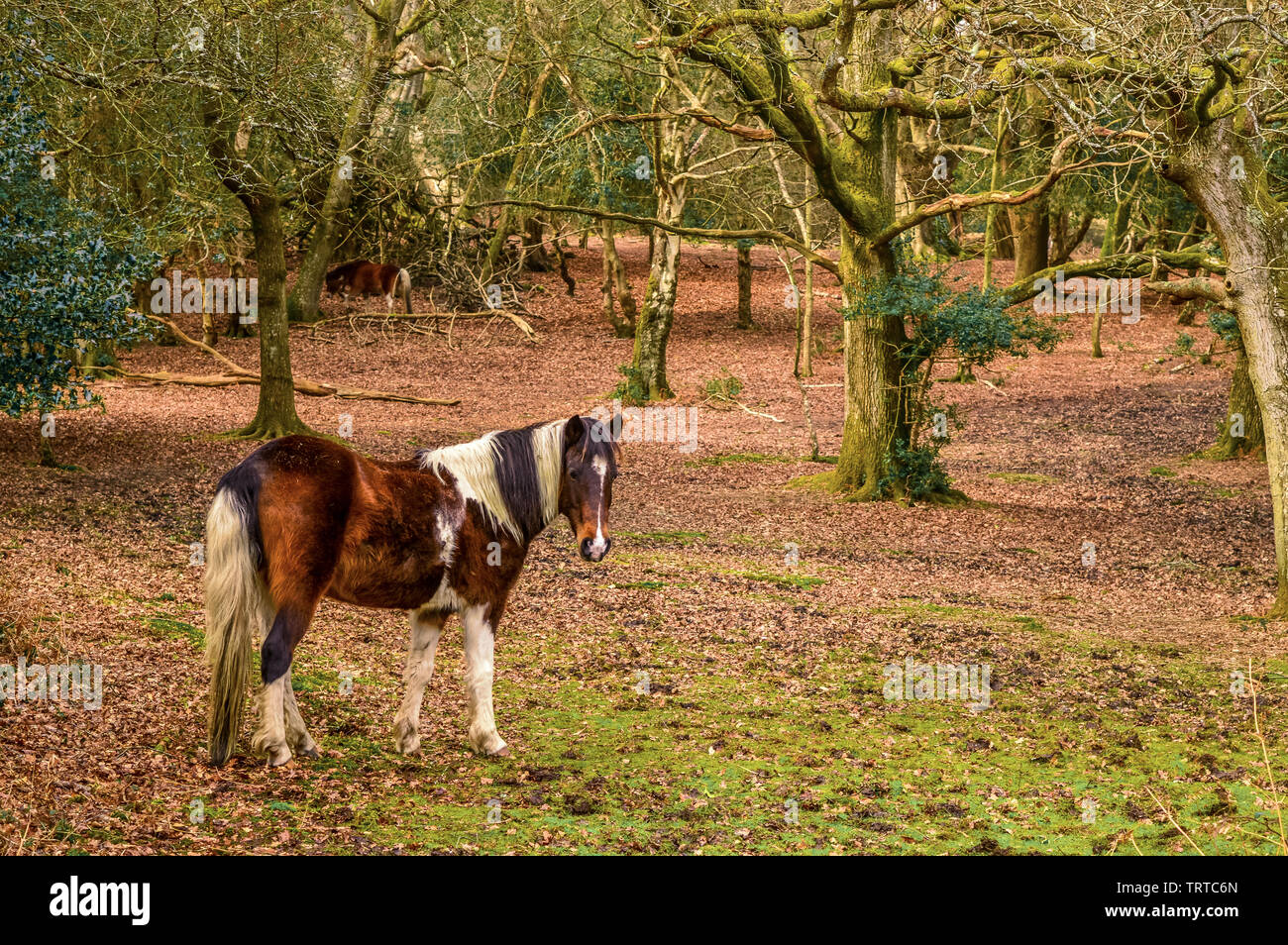 Poney magnifique dans la nouvelle forêt fait une pause de l'appareil photo. Une scène d'hiver, Hampshire. L'Angleterre Banque D'Images