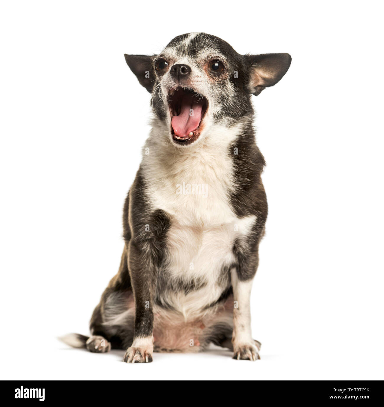 Le bâillement Chihuahua contre fond blanc Banque D'Images