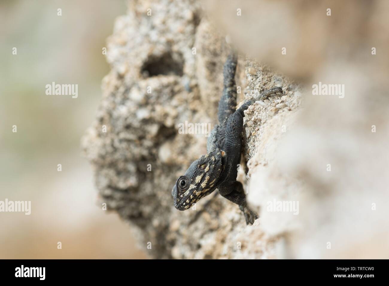 Rocher égyptien Agama, Laudakia vulgaris, à Tyr, Liban Banque D'Images