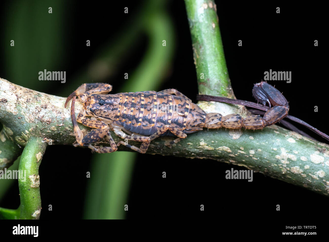 Lychas marmoreus, le scorpion, en forêt tropicale, Queensland, Australie Banque D'Images
