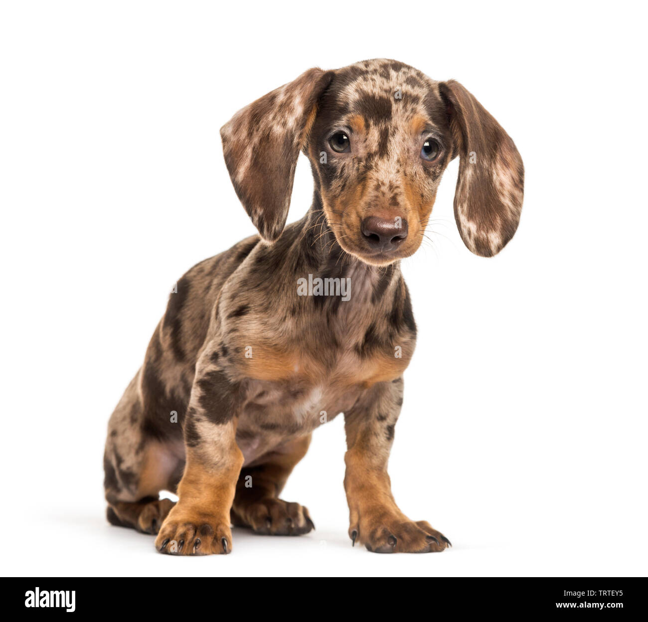 Teckel, chien saucisse, 4 mois ans, in front of white background Photo  Stock - Alamy