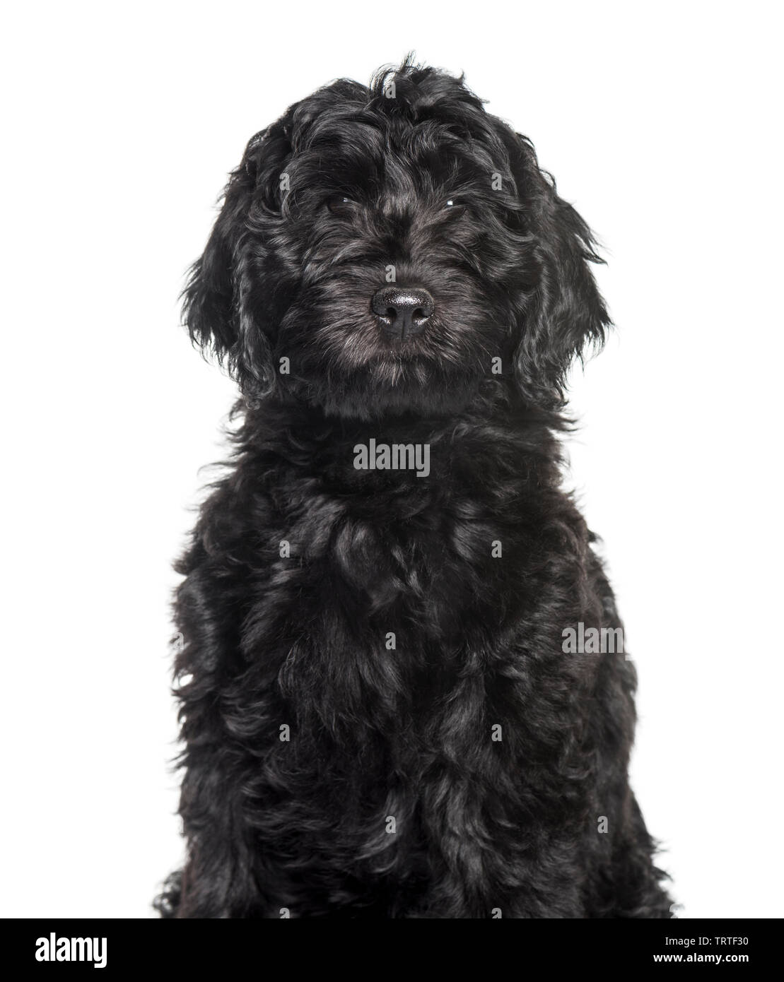 Race mixte labradoodle looking at camera against white background Banque D'Images