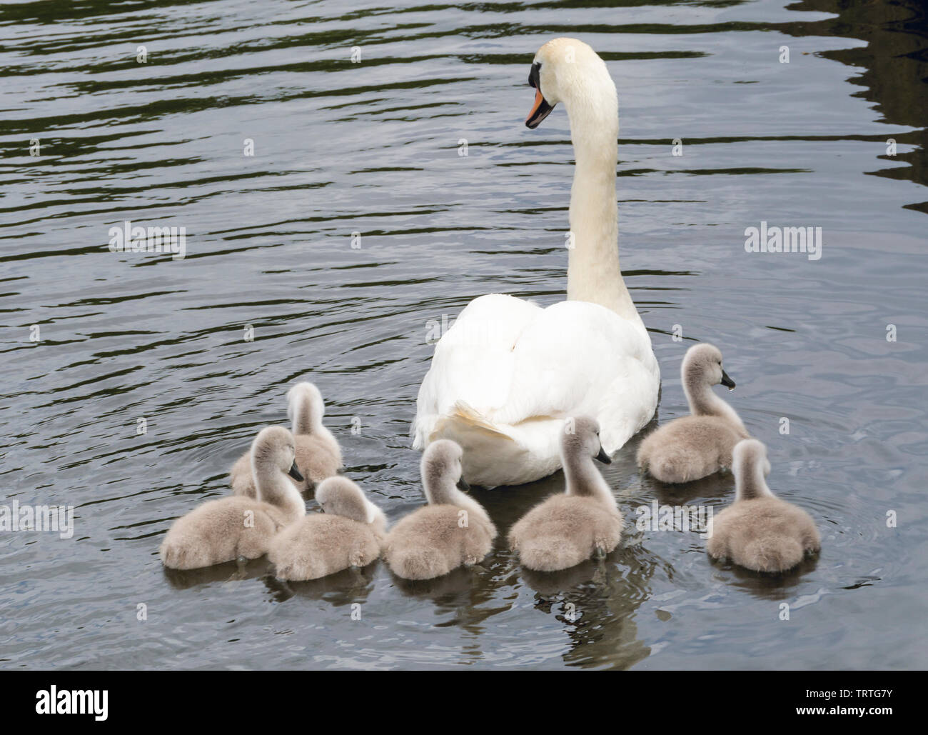 Mère Swan et de ses sept poussins natation dans le lac 1 Banque D'Images