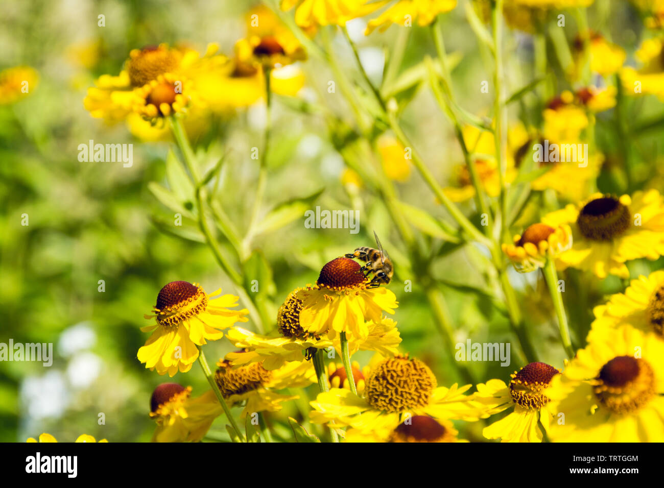 Ellow fleurs sur une journée ensoleillée en été, Royaume-Uni Banque D'Images