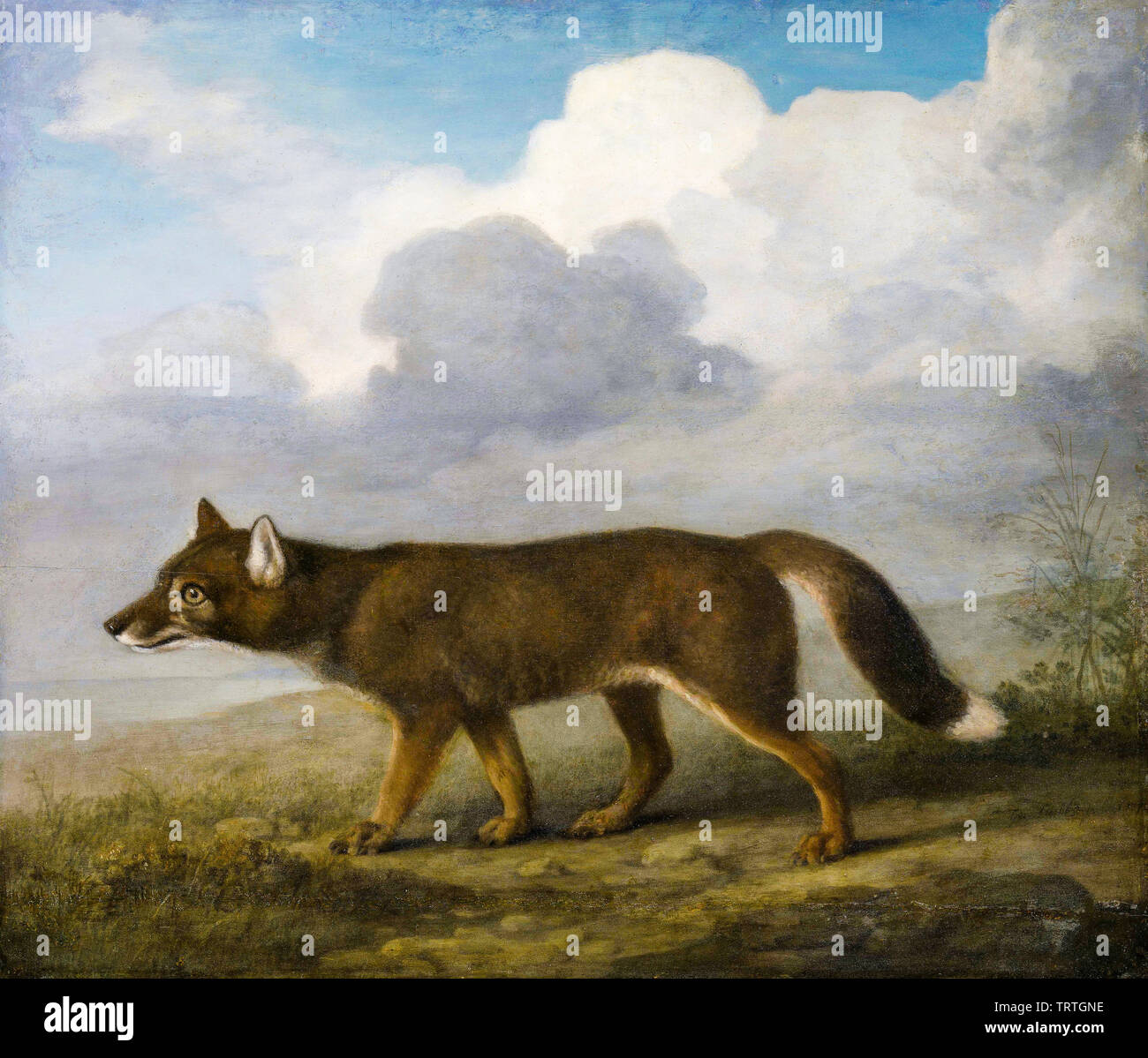 Portrait d'un grand chien (Dingo), peinture de George Stubbs, 1772 Banque D'Images