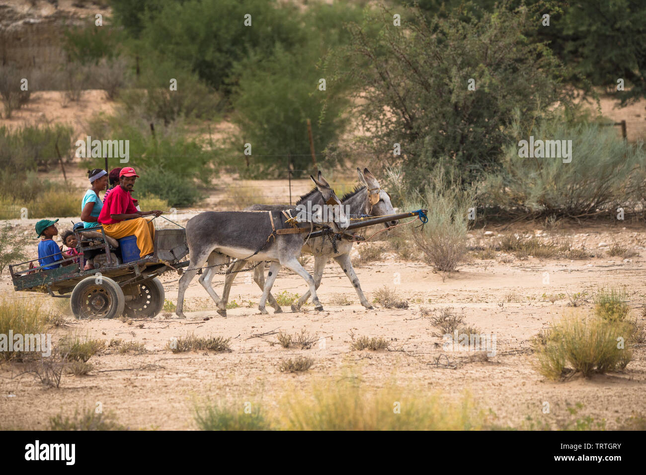 Âne conduit par une race mixte locale famille autochtone dans le Cap du Nord près de Kgalagadi Transfrontier National Park Banque D'Images
