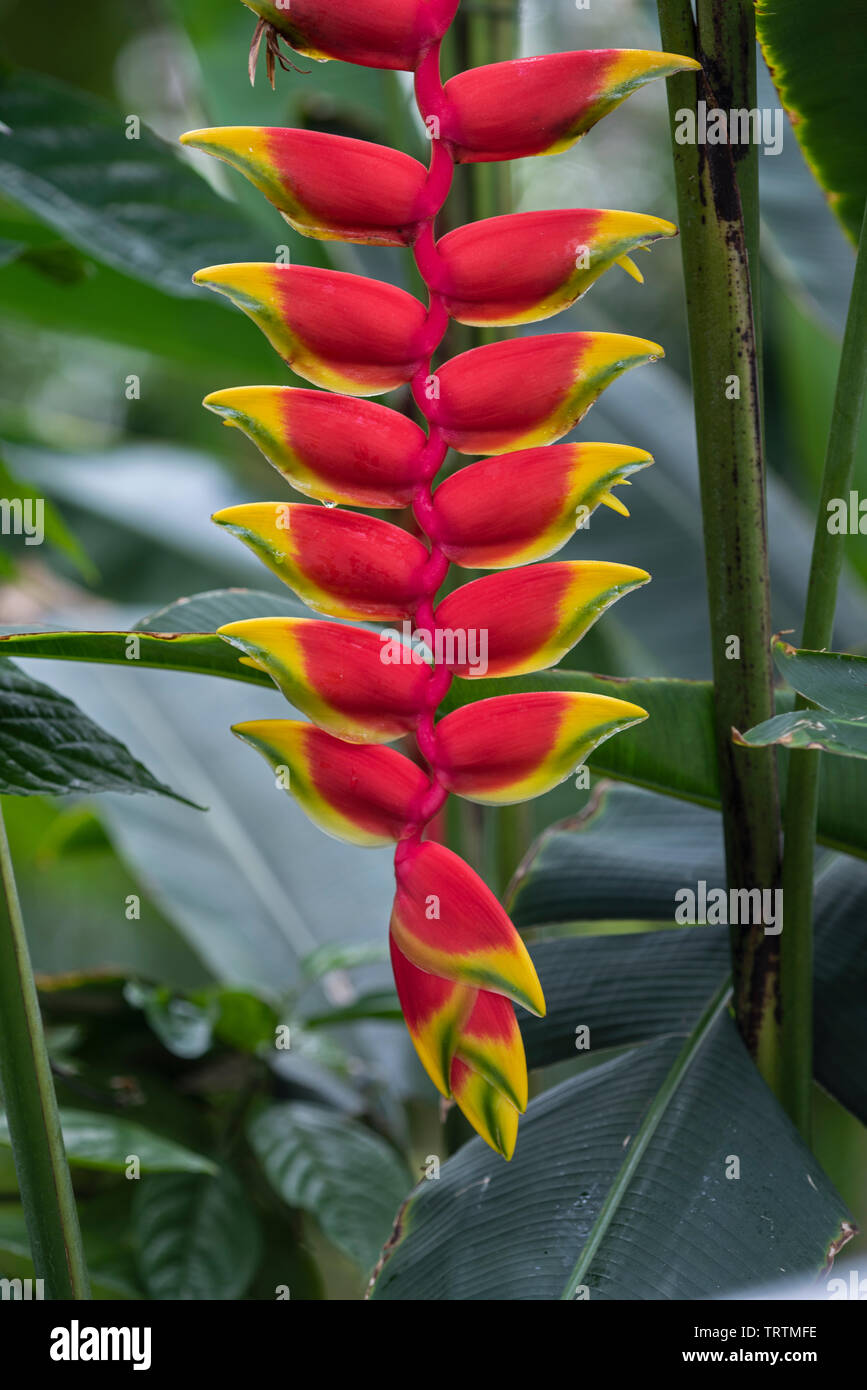 Heliconia Rostrata Lobster claw : Banque D'Images