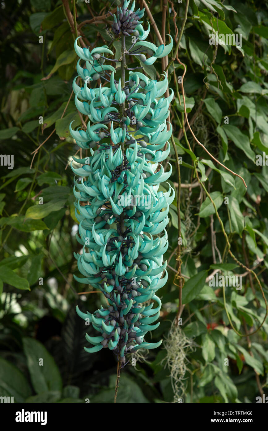 Strongylodon macrobotrys : Vigne de Jade Banque D'Images