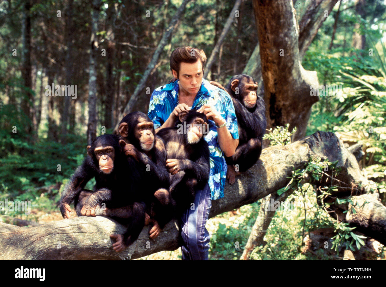 JIM CARREY dans Ace Ventura : QUAND LA NATURE DES APPELS (1995). Copyright : Editorial uniquement. Pas de merchandising ou des couvertures de livres. C'est un document distribué au public. Les droits d'accès uniquement, aucune licence de droit d'auteur prévue. Seulement pour être reproduit dans le cadre de la promotion de ce film. Credit : MORGAN CREEK / Album Banque D'Images
