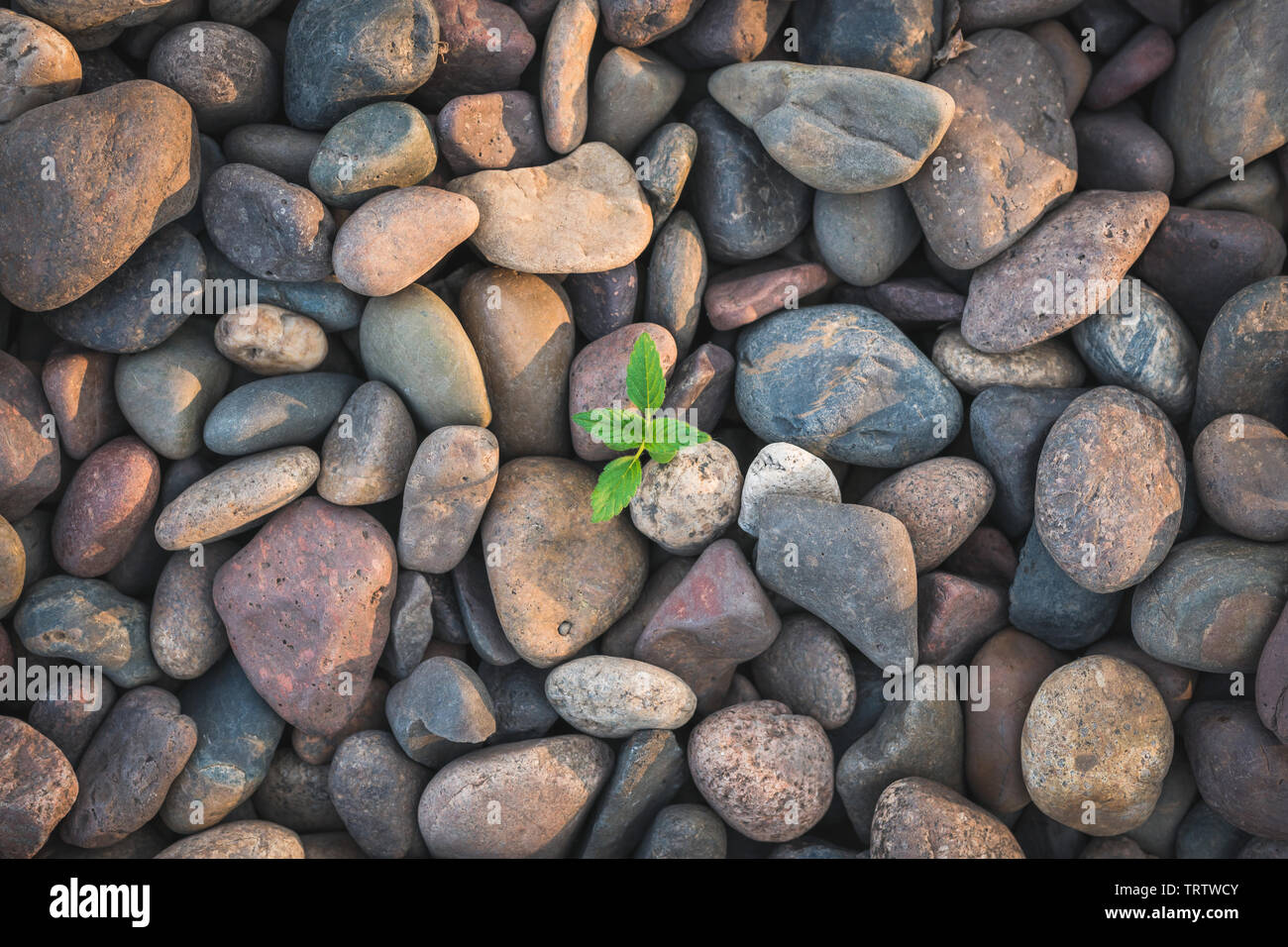 Vue de dessus gros cailloux de plantes vertes qui poussent à travers elle. abstract background en pierre. Banque D'Images