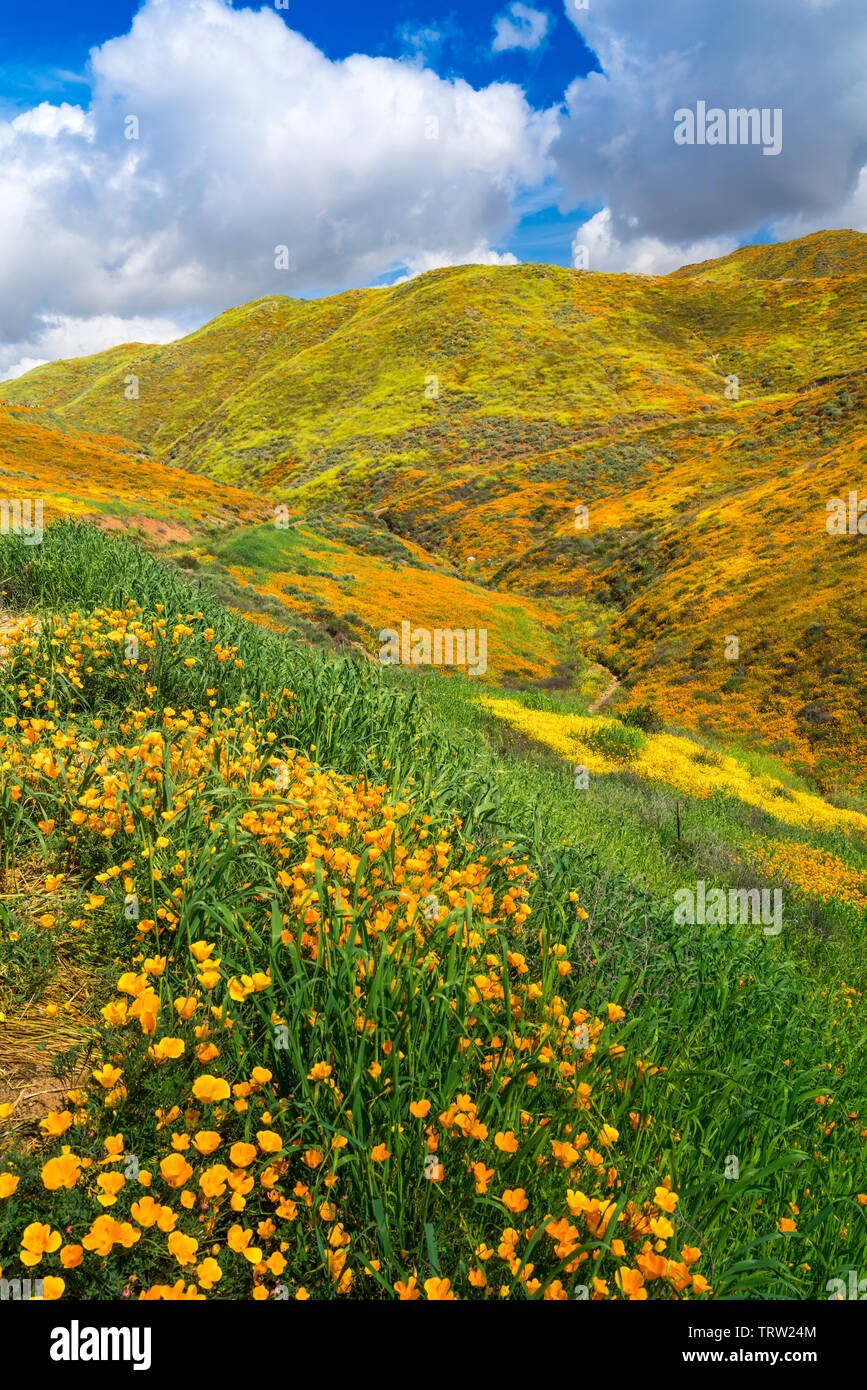 Coquelicots de Californie dans Walker Canyon, Lake Elsinore, Superbloom de 2019, Riverside, Californie, USA. Banque D'Images