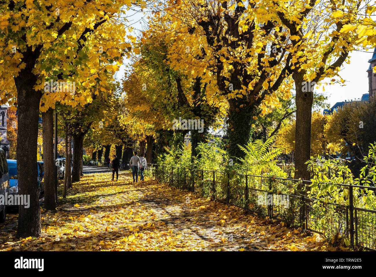Strasbourg, Alsace, France, Europe, tilleuls Allée bordée d'arbres avec un feuillage d'automne, Banque D'Images