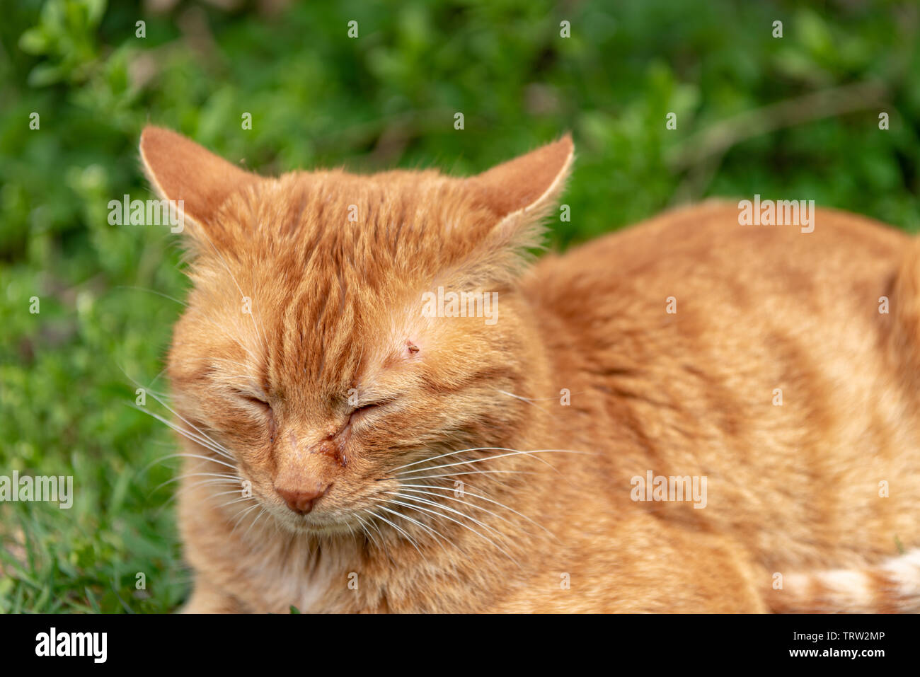 Cute cat rouge détendue se trouve dans l'herbe et a mis une croix sur l'œil sur la tête Banque D'Images