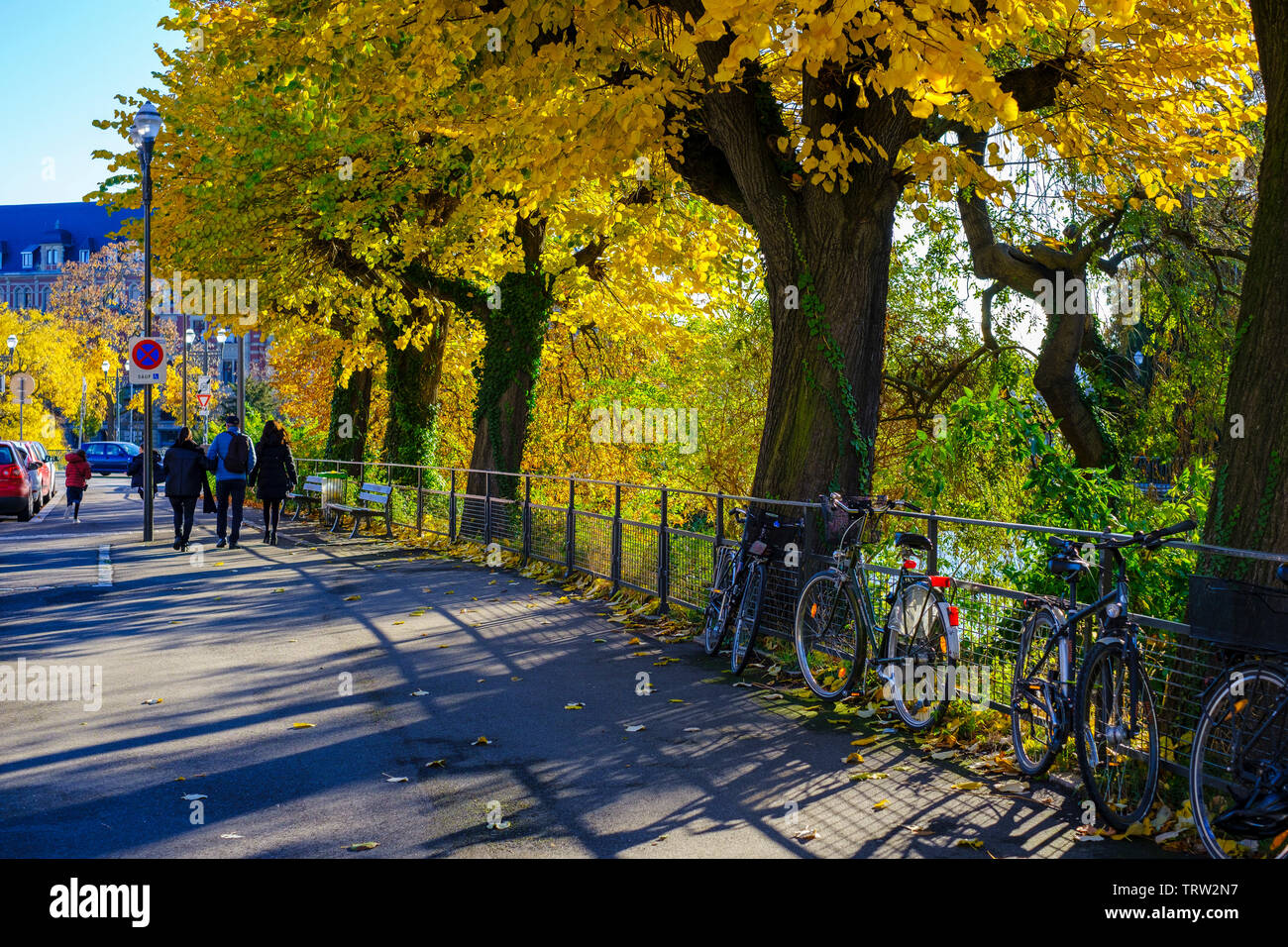 Strasbourg, Alsace, France, Europe, tilleuls Allée bordée d'arbres avec un feuillage d'automne, Banque D'Images